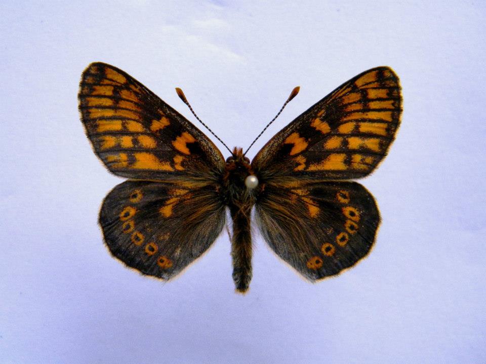 Euphydryas aurinia (cold shock abberant) 6 (Internet Image property of respective owner, non-commercial use only)